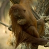 Orangutan sumatersky 2